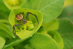 Diaea dorsata