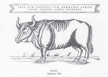 Aurochs 