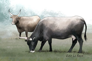 Aurochs