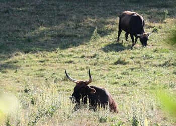 Aurochs "reconstitués" en Mayenne près des grottes de Saulges