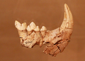 Mandibule fragmentaire