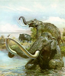 Mammuthus imperator