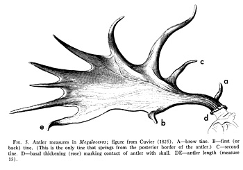 Bois du mégacéros