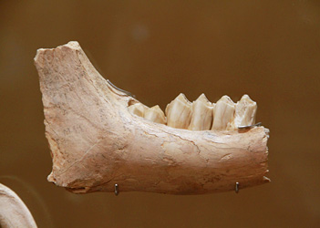 Mandibule megaceros