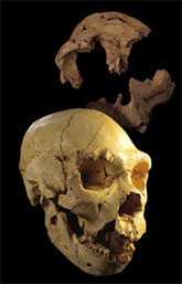 Crâne d'Homo heidelbergensis à Atapuerca