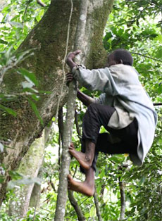 On peut être bipède et grimper aux arbres