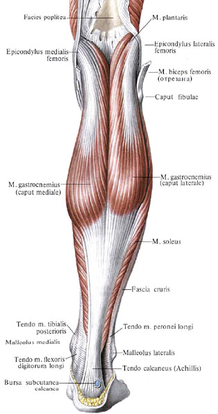 Muscle du mollet : gastrocnémien