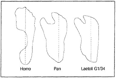 Contour du pied droit d'un homme, d'un chimpanzé et de Laétoli