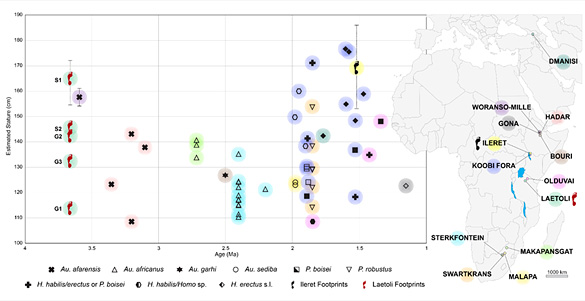 Stature des hominidés entre - 1 et - 4 Ma