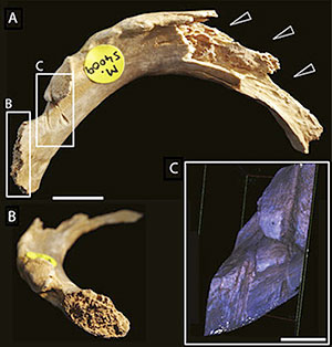 Marques de dents sur les ossements