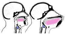 Comparaison larynx Homme Chimpanzé