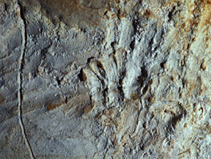 Empreintes des mains d'enfants dans le mondmilch de la grotte Cosquer