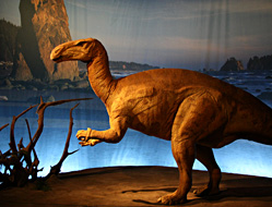 Iguanodon