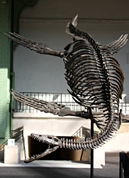 Plesiosaure