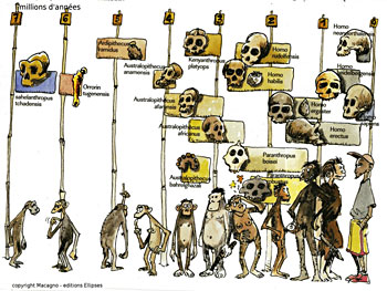 Evolution de l'homme - BD Les Ancêtres de l'homme