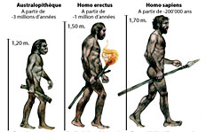 Evolution de l'homme