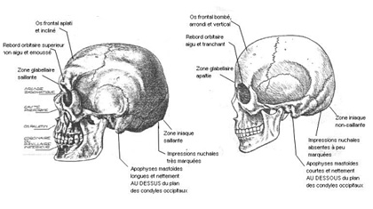 Différence de forme crane homme et crane femme