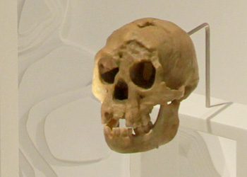 Homo floresiensis