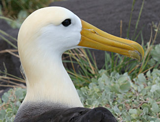 Tête d'Albatros