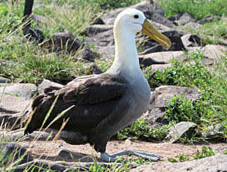 Albatros