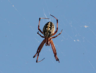 Araignée Galapagos