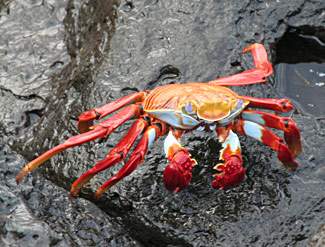 Crabe Rouge