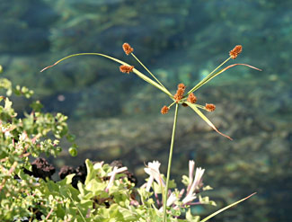 Cyperus - Cyperus anderssonii