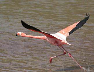 Flamand rose en phase d'envol