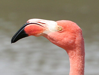 Tête de Flamand rose