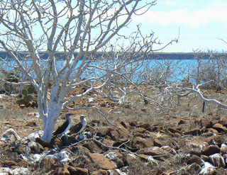 Flore et arbuste des galapagos