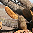 Plantes, fleurs, Flore des Galapagos