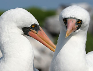 Fous masqués des Galapagos