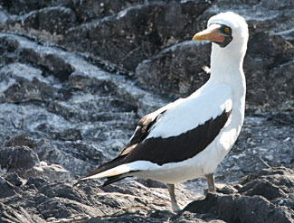 Fou masqué des Galapagos