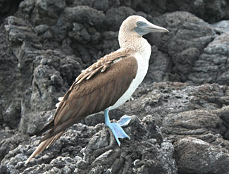 Fou à pieds bleus