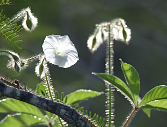 Gloire velue du matin