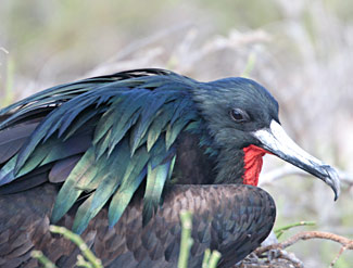 Grande Frégate (male)