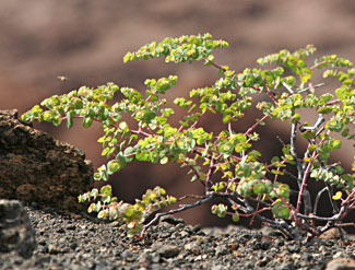 Horse Purslane