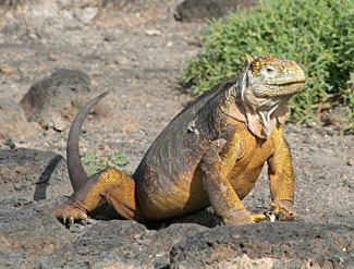 Iguane terrestre