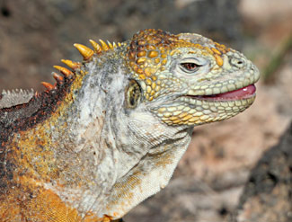 Tête d'iguane terrestre