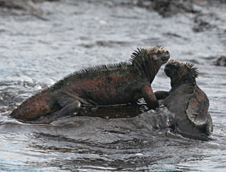 Iguane marin