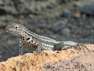 Lézard des laves - Mâle