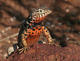 Lezard des laves