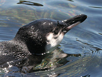 Manchot dans l'eau