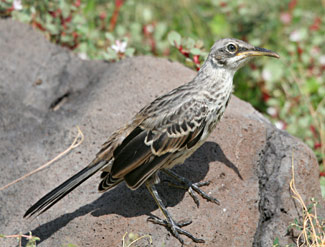 Moqueur des Galapagos