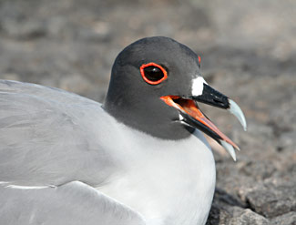 Mouette à Queue d'Aronde