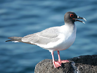 Mouette à queue d'aronde