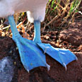 Oiseaux des Galapagos