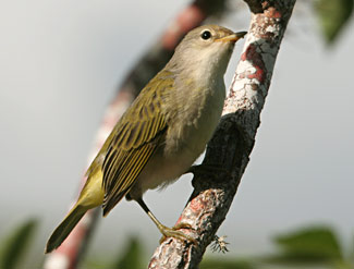 Paruline jaune