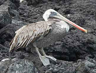 Pelican