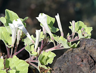 Pétunias des Galapagos